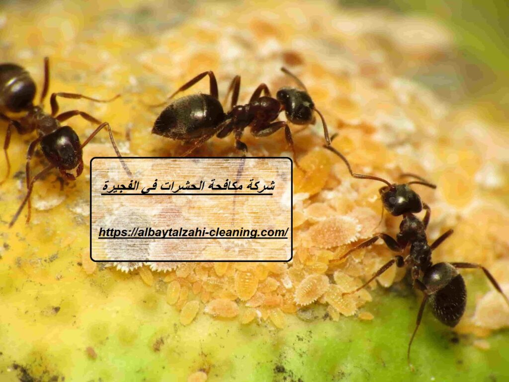 شركة مكافحة الحشرات في الفجيرة