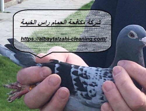 شركة مكافحة الحمام راس الخيمة |0545226705| ابادة حمام