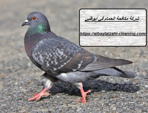 شركة مكافحة الحمام في ابوظبي |0545226705| طرد الطيور