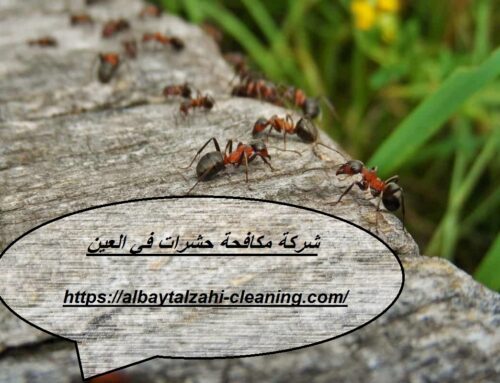 شركة مكافحة حشرات في العين |0545226705| رش الحشرات